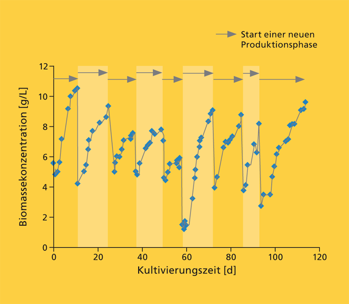 Verlauf der Biomassekonzentration der Freilandkultur Chlorella vulgaris während der Versuchsdauer von 113 Tagen.