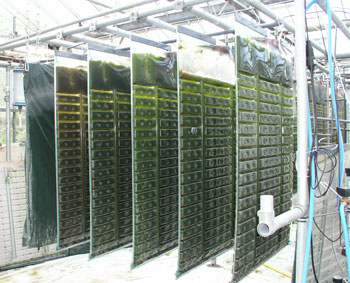Photobioreaktor in Ost-West-Richtung aufgestellt, mit grünen wachsenden Algen.