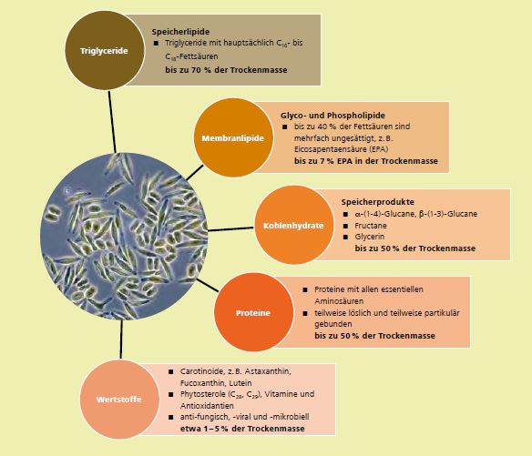 Nutzbare Algeninhaltsstoffe.