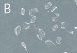 Überprüfung des Sterilisationserfolges mit Bioindikatoren. 