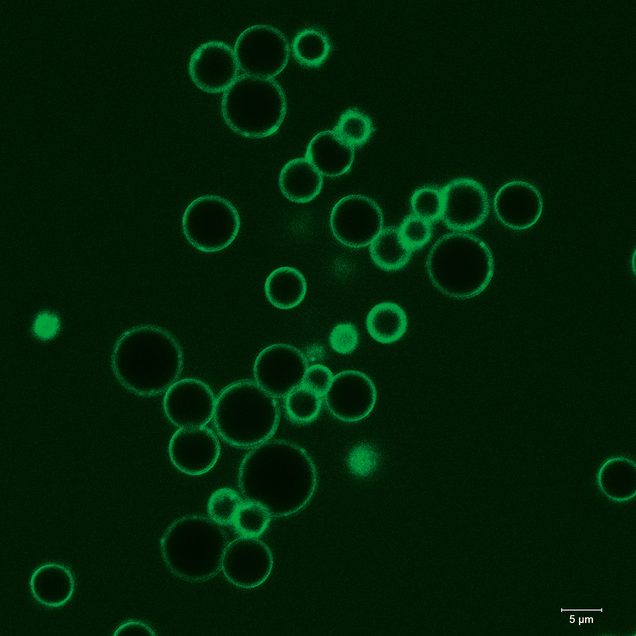 Laserdruck-Polymerpartikel.