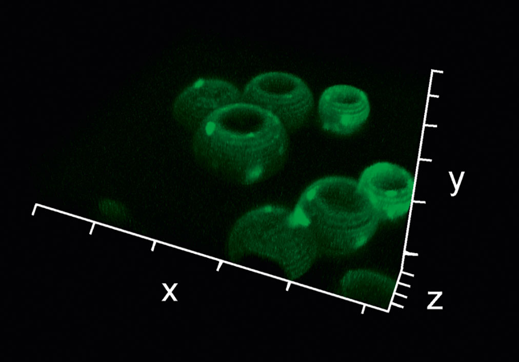 Lasermikroskopaufnahme der Fluoresceinamin-funktionalisierten Partikeloberflächen.