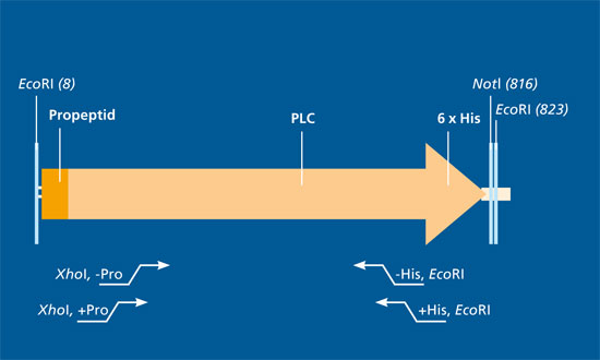 Design des Strukturgens zur Herstellung der Phospholipase C (PLC). Histidin-Reste (His) dienen der Aufreinigung. EcoRI und NotI stellen Schnittstellen für Nucleasen dar.