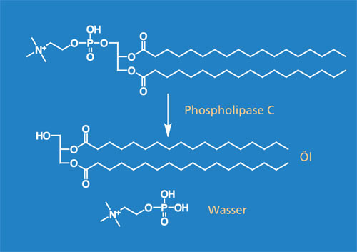 Phospholipase-C-katalysierte Hydrolyse von Phospholipiden.