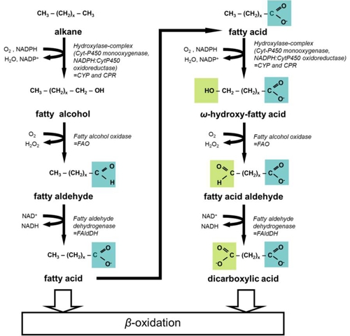 Schema der omega-Oxidation von Alkanen oder Monocarbonsäuren zu langkettigen Dicarbonsäuren mit anschließendem möglichen Abbau durch die beta-Oxidation (nach Eschenfeldt W.H. et al. 2003 und Mauersberger S. et al 1992).