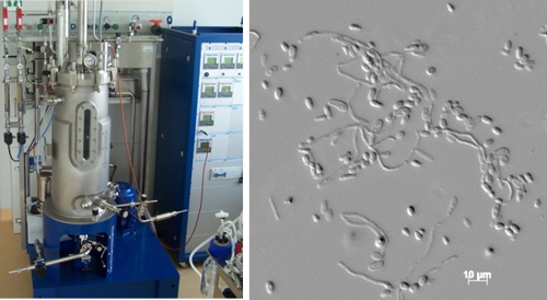 42-Liter-Bioreaktor (links) für die Kultivierung von Hefestämmen (rechts) zur Produktion von langkettigen Dicarbonsäuren.