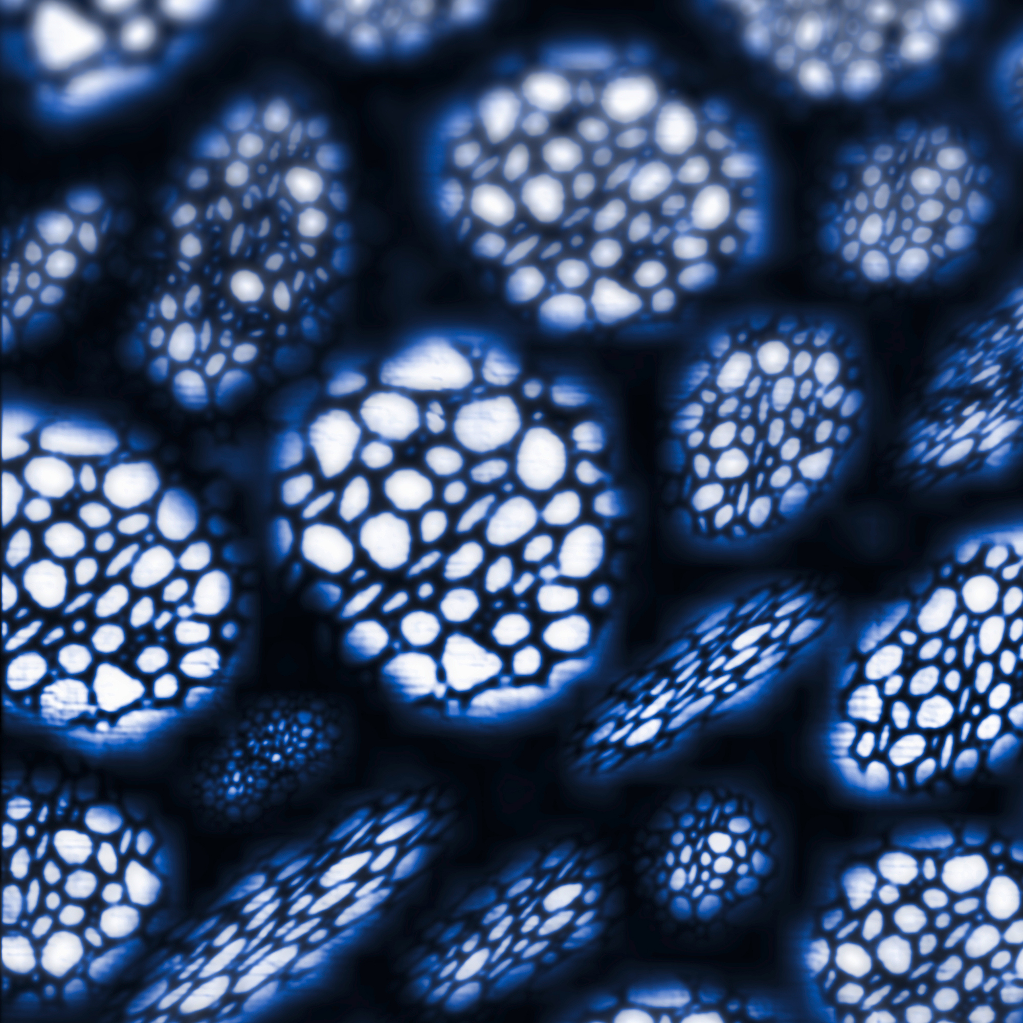 Bioplastik.