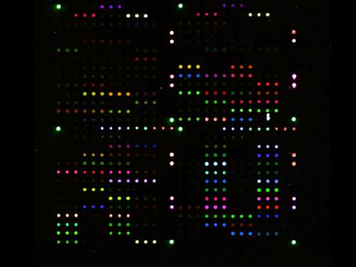 DNA-Microarray Punktmutationen.