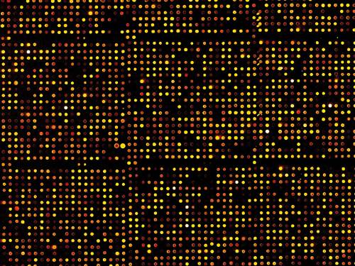 Falschfarbenbild eines DNA-Microarrays.