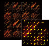 DNA-Microarray.