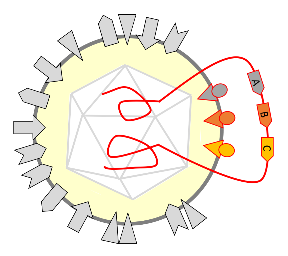 Schematische Darstellung eines programmierten onkolytischen HSV-1-Virions mit inserierten Transgenen (A, B, C) als Plattformvektor.