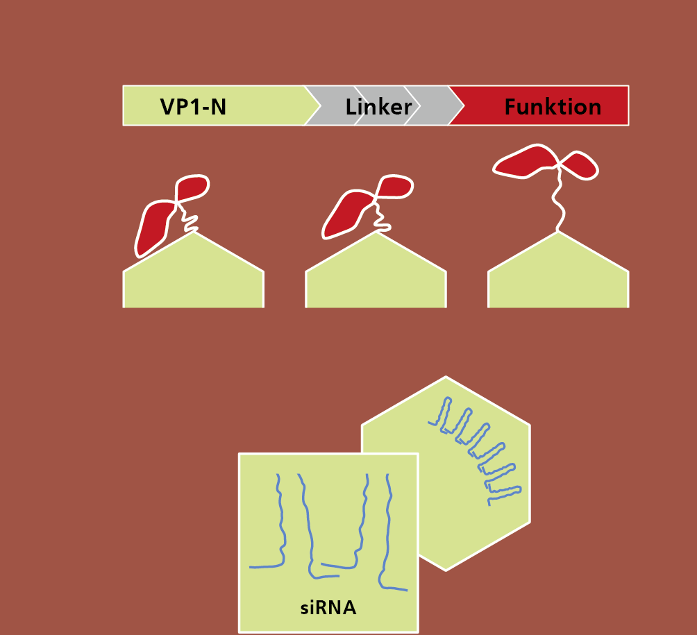 Plattformtechnologie zur Herstellung von Virus-like particles (VLPs).