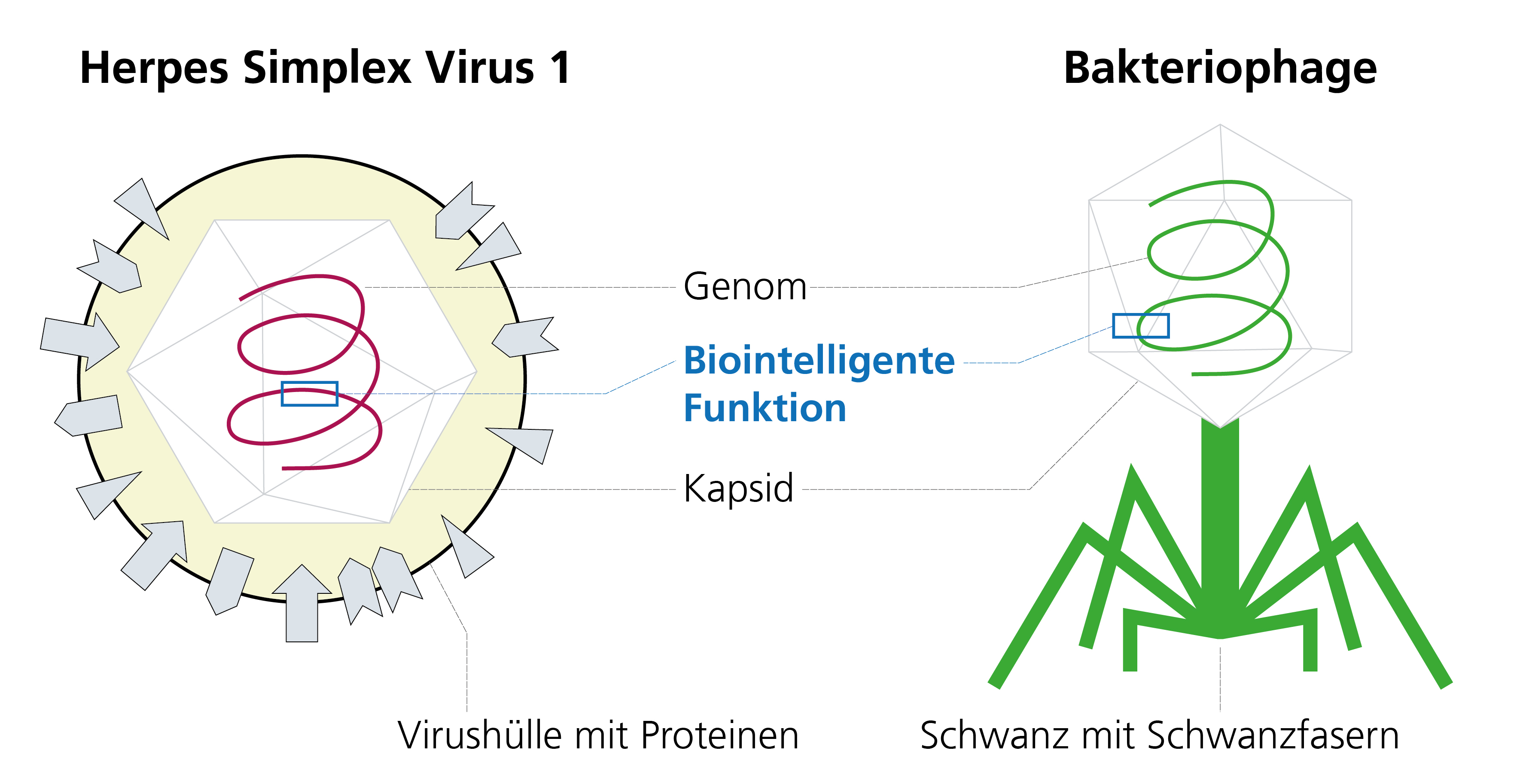 Viren nach Maß schaffen wir durch gezielte Veränderung des Virus-Erbguts.