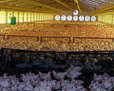 In diesem Gebäude werden bis zu 25000 Hühner in Bodenhaltung gehalten.