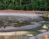 Offene Lagune für die Behandlung von Abwasser aus einer Schweinefarm.