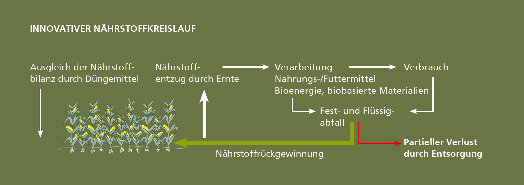 Nährstoffluss. 