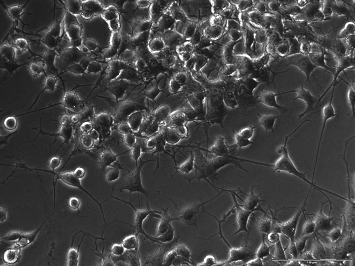 Neuronale Zelllinie (PC12).