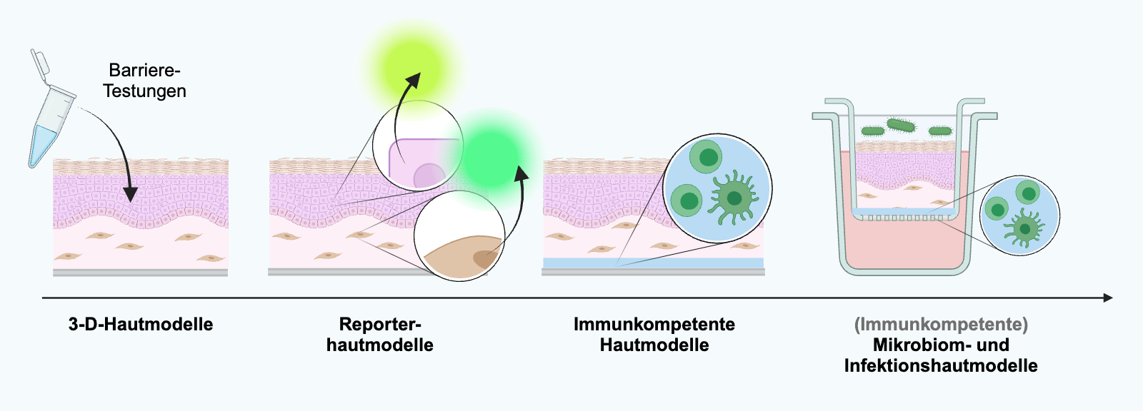 Schematische Darstellung von 3D-Hautmodellen unterschiedlicher Komplexität als Reporterhaut-Modelle, immunkompetente Modelle sowie Mikrobiom- und Infektionsmodelle.
