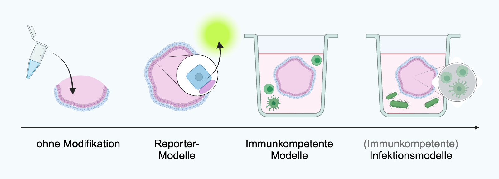 Organoidmodelle