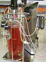 Produktion der neuen Interferon-beta Variante im 10-Liter-Fermenter.