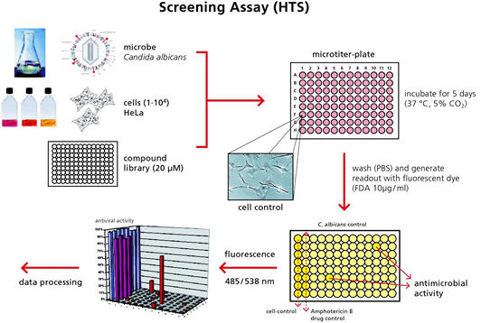 Screening auf Leitstrukturen für Antiinfektiva. 