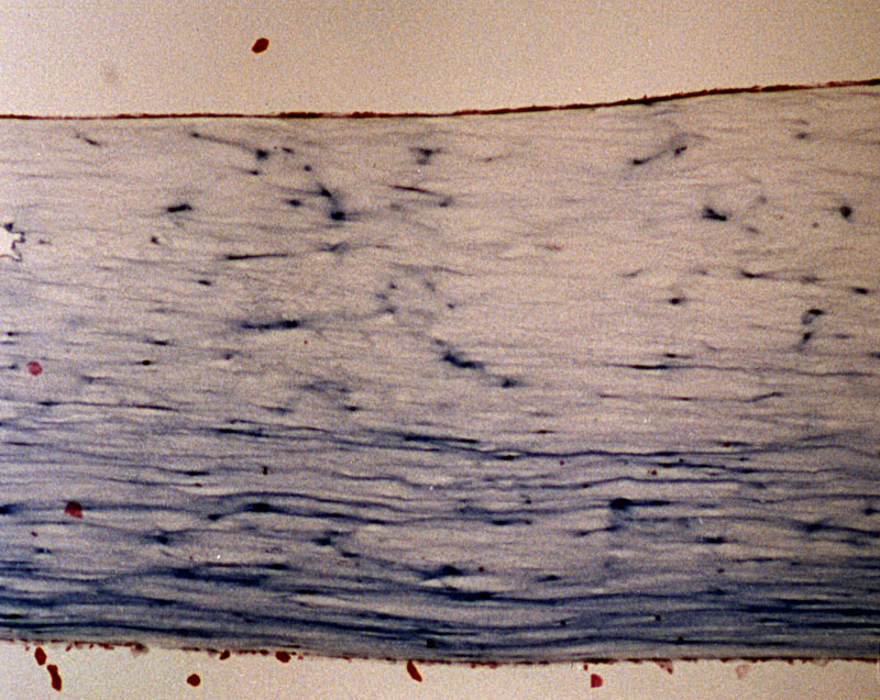 In-vitro-Cornea