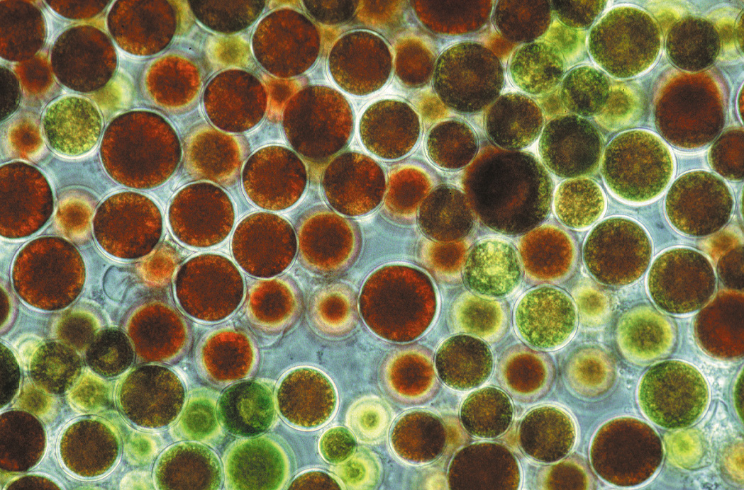Grüne Algen mit rötlichen Farbpigmenten