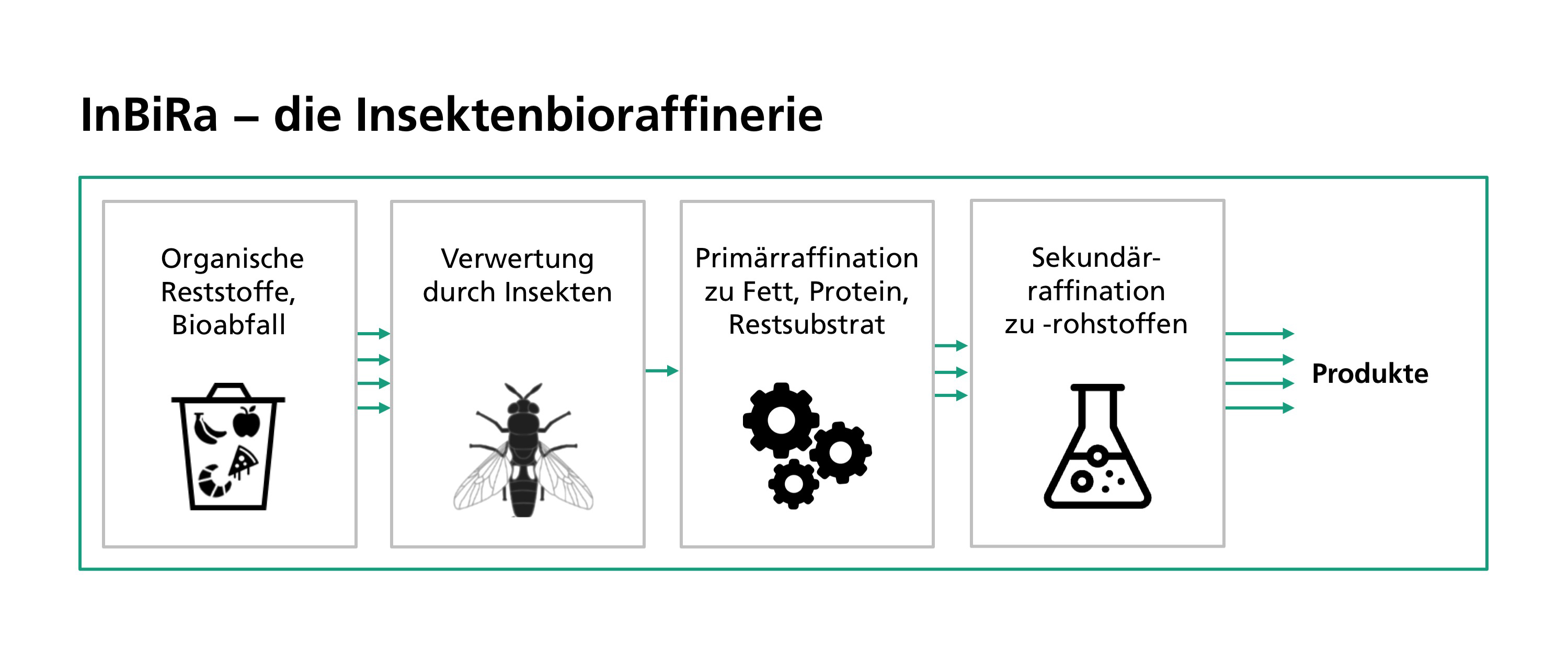 InBiRa, eine neue Insekten-Bioraffinerie, setzt organische Reststoffe und Bioabfälle als wertvolle Rohstoffe ein und wandelt sie in technisch nutzbare höherwertige Produkte um.