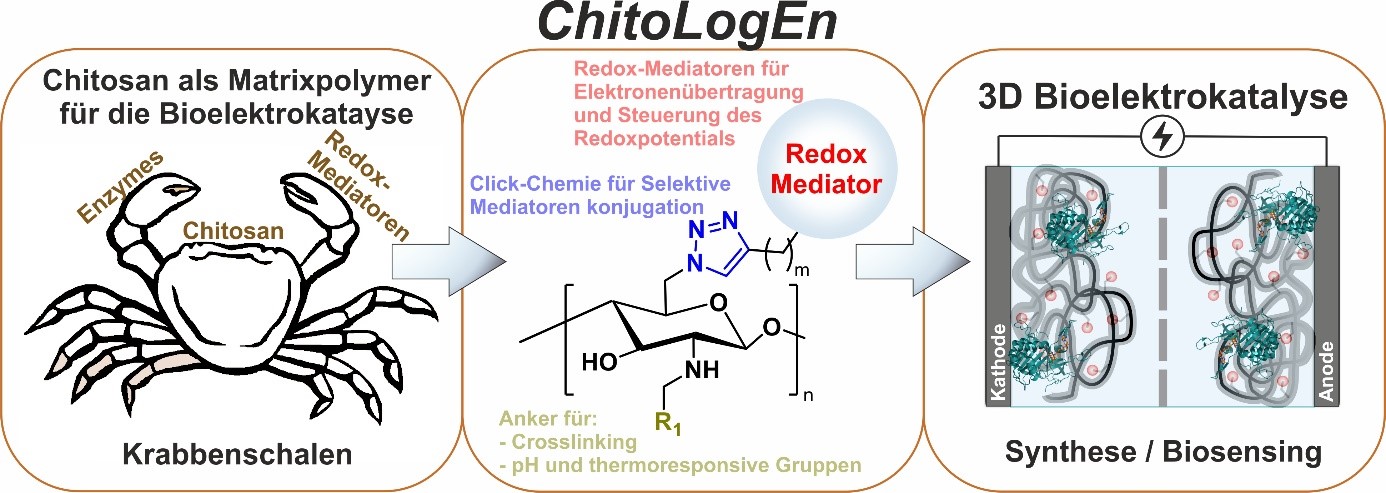 ChitoLogEn: Synthese und Anwendungen des neuen multifunktionellen redoxaktiven Materials aus Chitosan. Die neuen Materialien zielen auf die Verbesserung der Bioelektrokatalyse in redoxaktiven Polymeren ab.