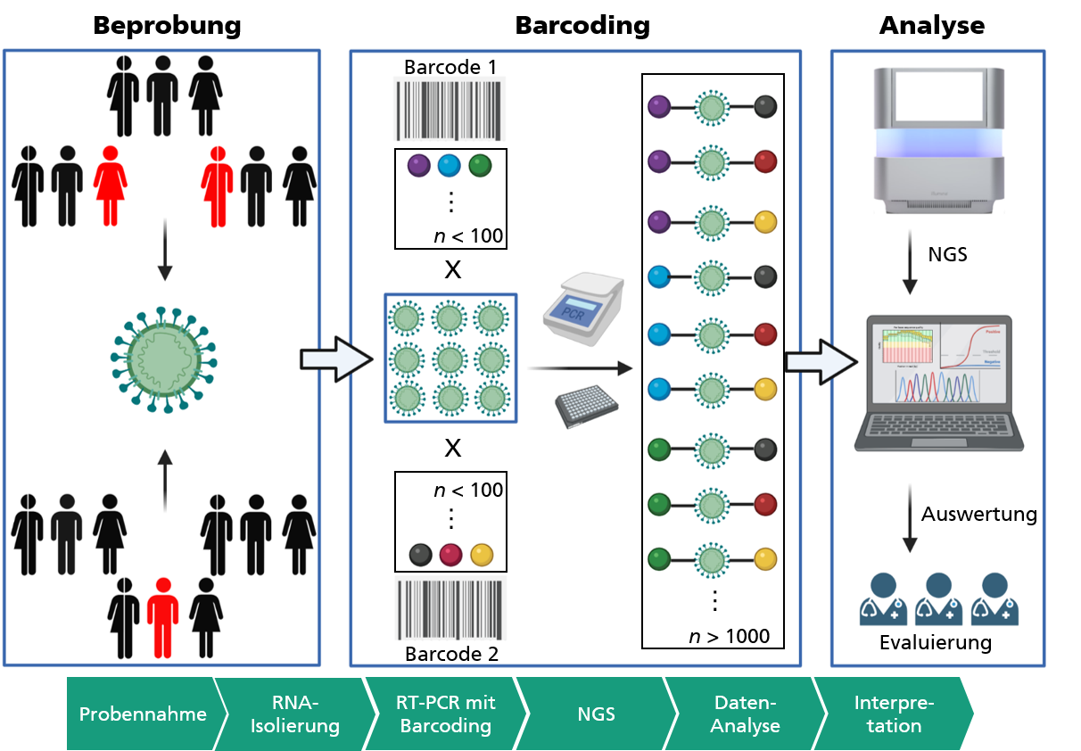 Prozessablauf zur Hochdurchsatzsequenzierung von gepoolten Patientenproben.