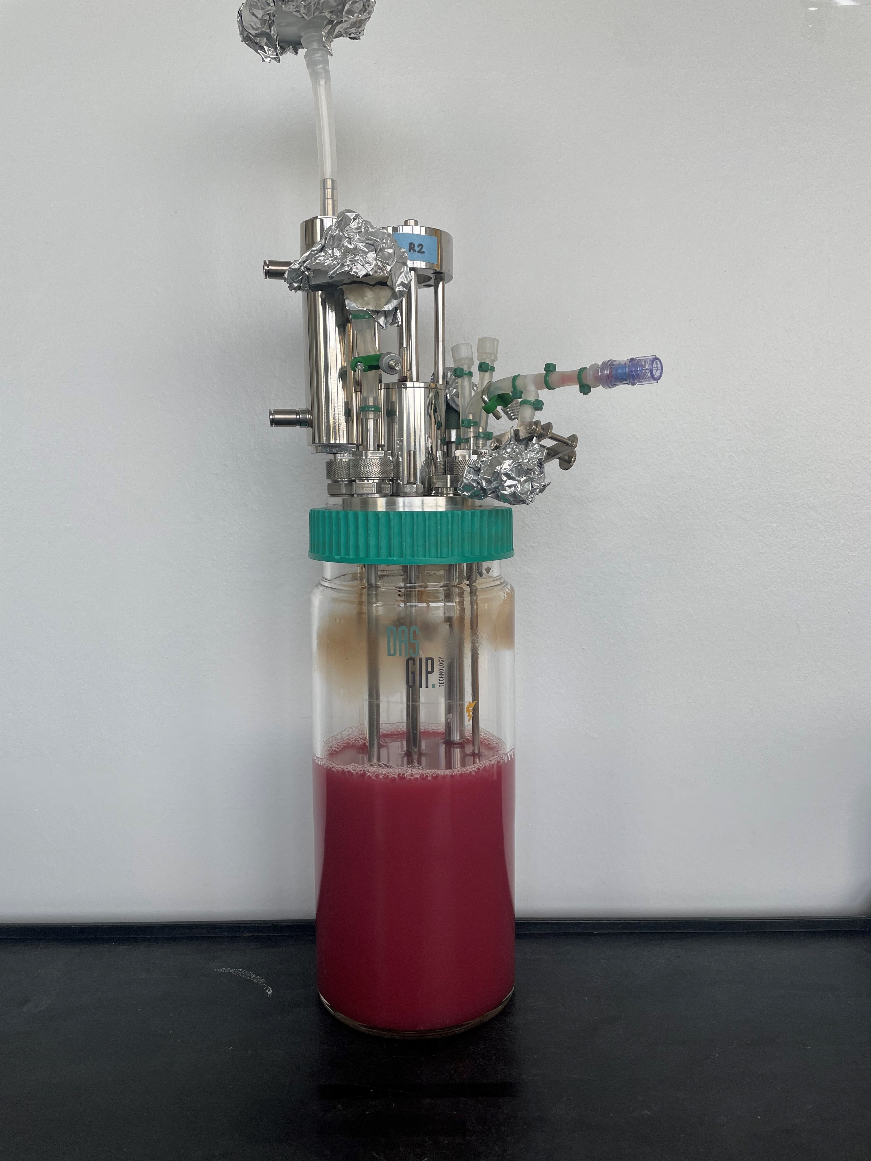 Purpurbakterium Rhodospirillum rubrum im 1-Liter-Bioreaktor