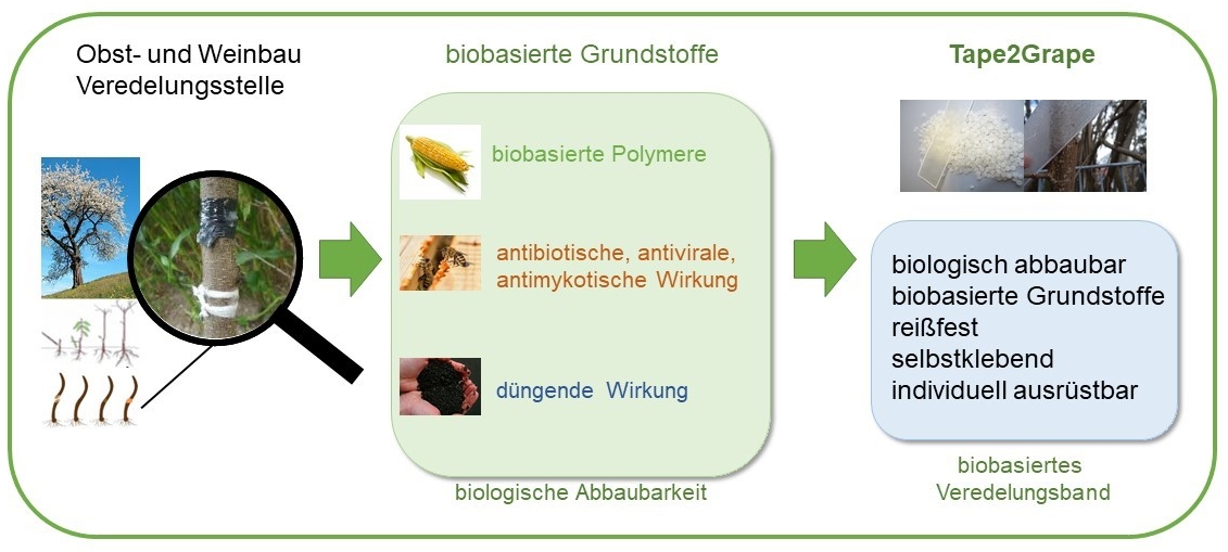 Einsatzbereich von Veredelungsbändern im Obstbau (links), funktionale Anwendung an der Veredelungsstelle (Mitte) und angestrebte innovative Eigenschaften (all-in-one) (rechts).