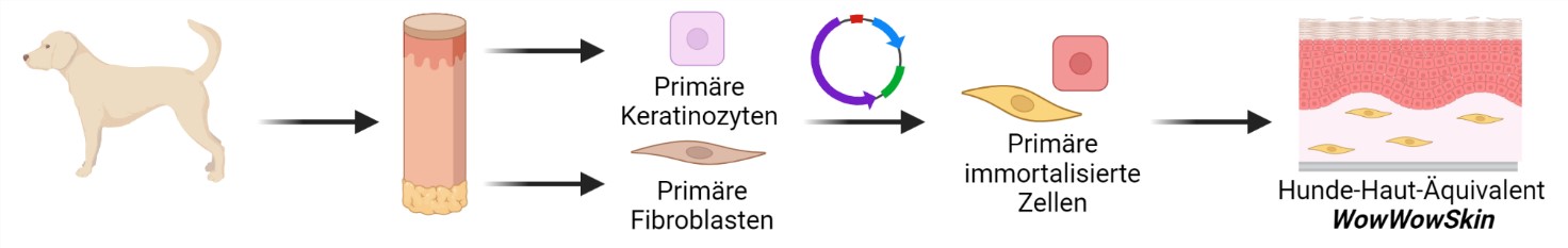 Arbeitsablauf von WowWowSkin: Isolierung primärer Zellen aus Hundehaut-Biopsaten, Immortalisierung und Etablierung caniner 3D-In-vitro-Hautäquivalente