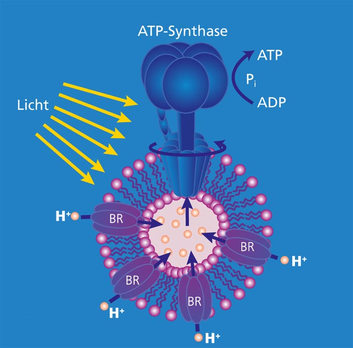 Schema eines Vesikels zur lichtgetriebenen ATP-Synthese.