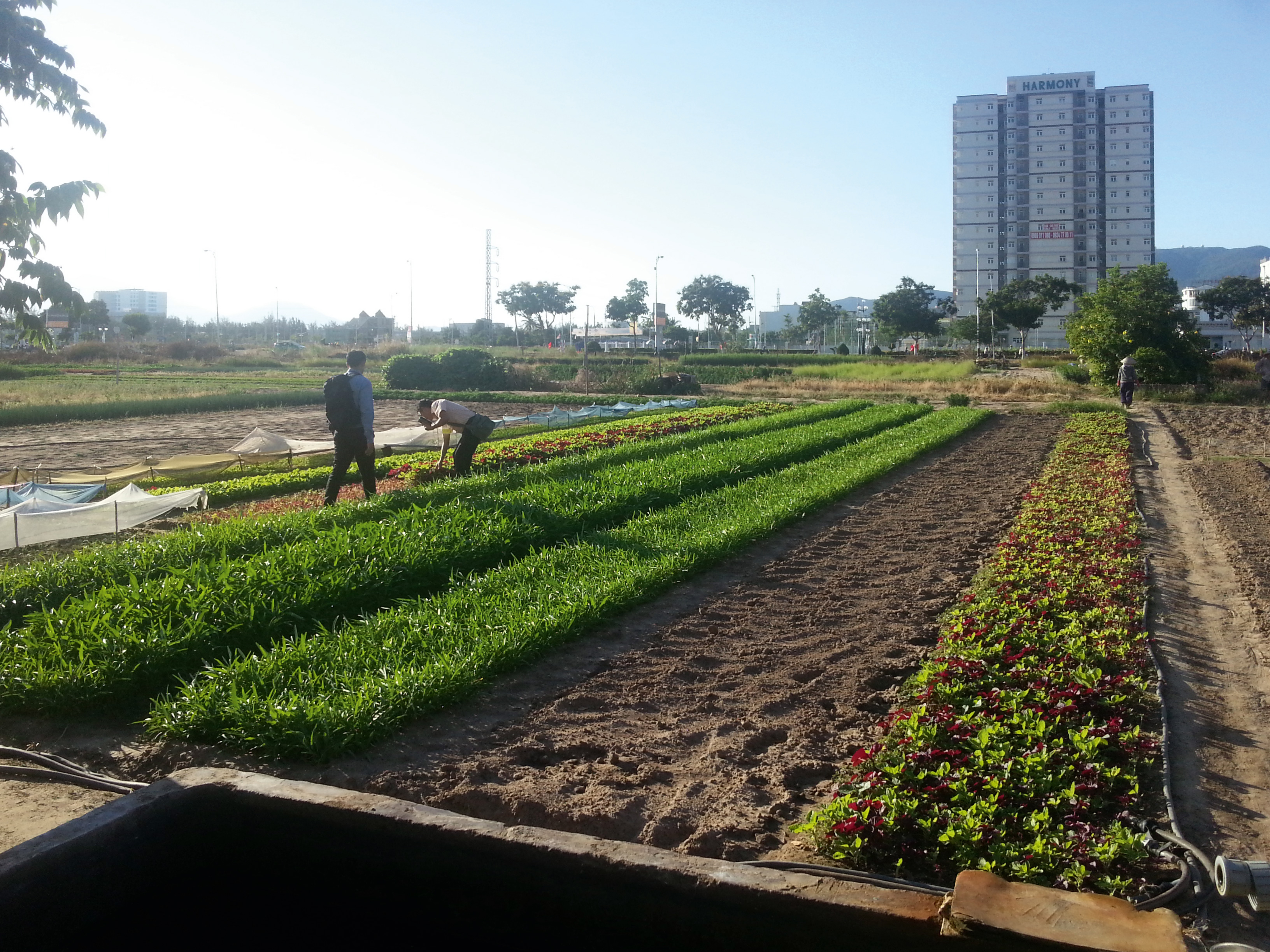 Agricultural land in the Vietnamese city of Da Nang: In the future, residents will be able to use purified wastewater to irrigate the beds.
