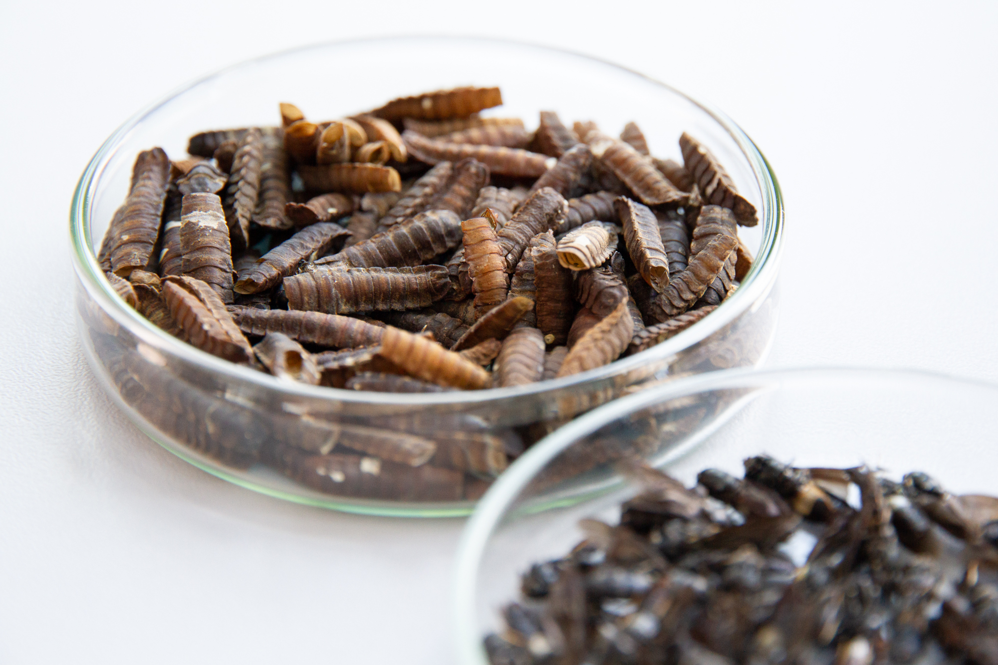 Cocoons of the black soldier fly