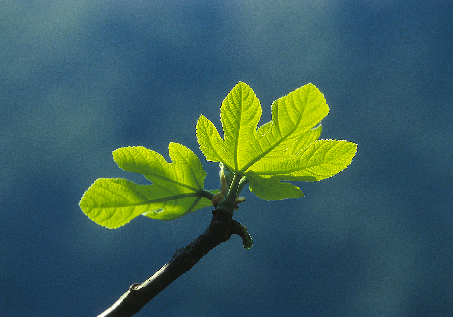 Branch with sprout.