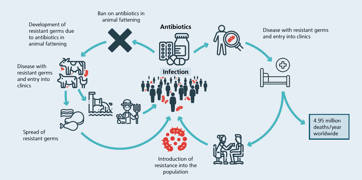 The graphic shows, that reducing the use of antibiotics in livestock farming can counteract the development and spread of microbial resistance.