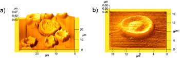 Blood components imaged with the AFM.