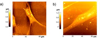 Human skin cell imaged with the AFM.