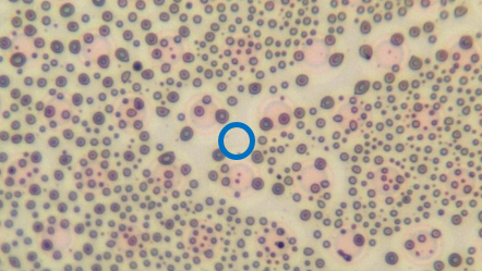 Not contaminated measuring point (blue).