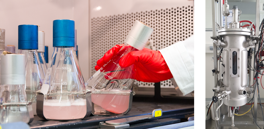 Cultivation of microbial production strains in the shake flask (left) and in the 10-liter fermenter (right).