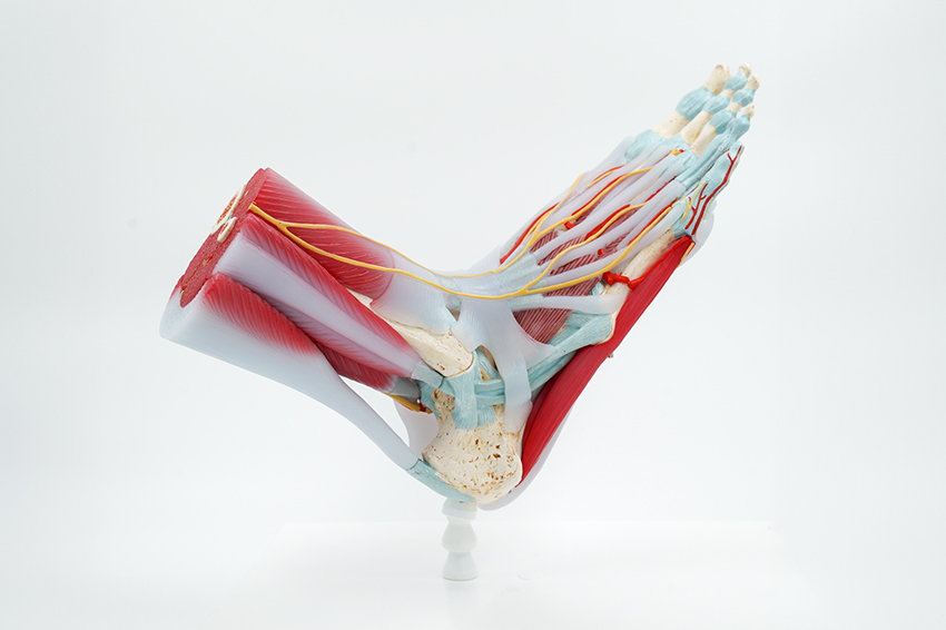 Modell eines Sprunggelenks mit Knorpel, Sehne und Bändern