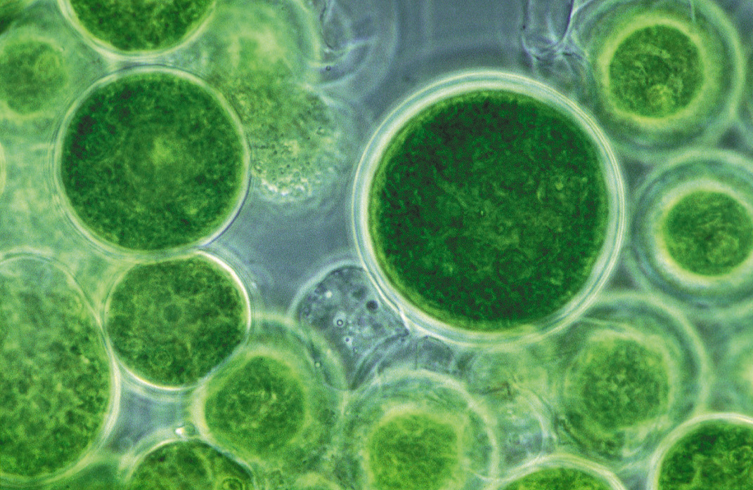 Algae Algae