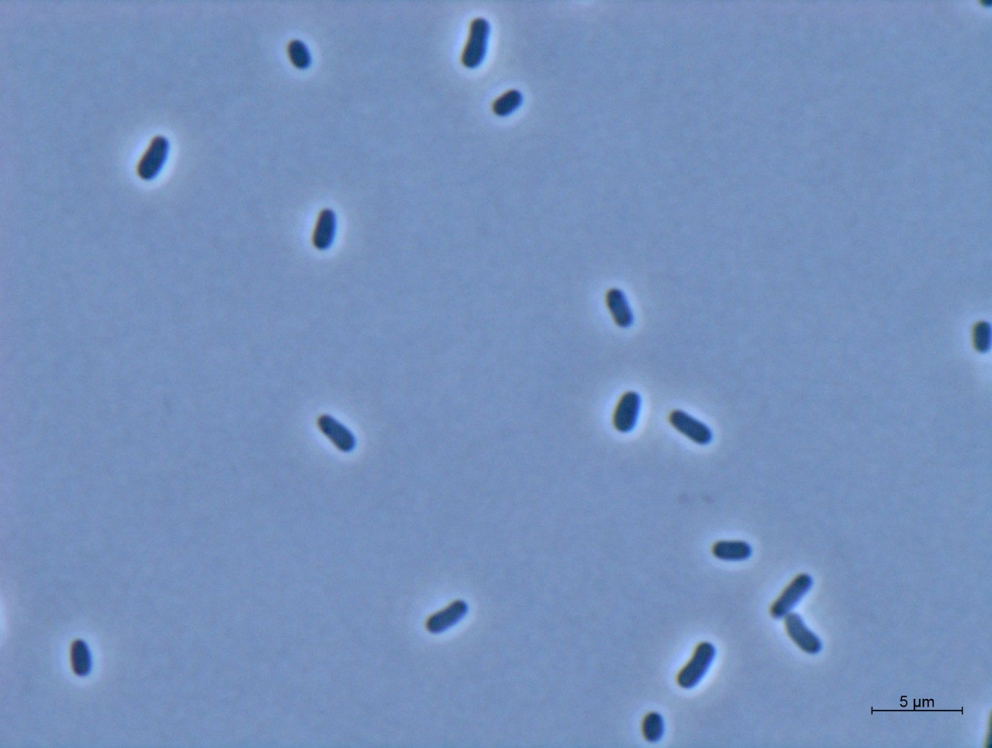Light micrograph of cells of the gram-negative bacte-rium Methylorubrum extor-quens AM1.