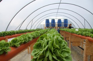 The lettuce seedlings do not need soil thanks to the hydroponic process.