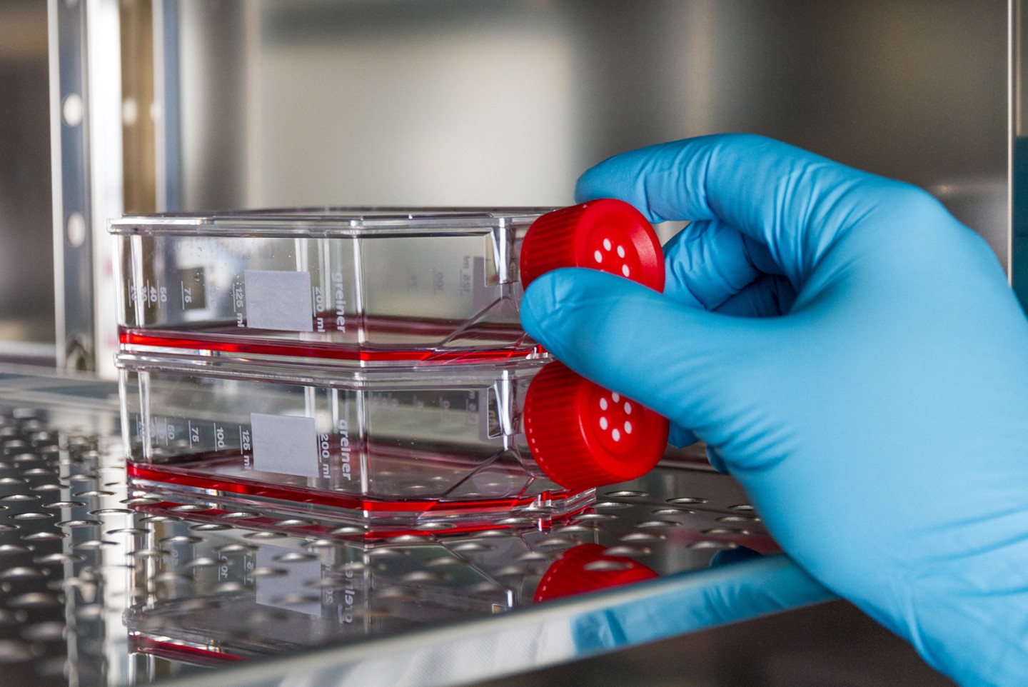 Für Untersuchungen wird das programmierbare Herpes-simplex-Virus in Zellkulturen im Brutschrank vermehrt. For experimental purposes, the programmable herpes simplex virus is propagated in cell cultures in an incubator.
