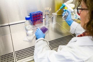 Researchers use a plaque assay to test cell cultures and determine whether viruses are infectious. 