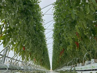 Tomatenanbau im Gewächshaus