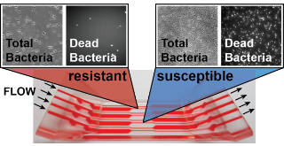 Antibiotikaresistenztestung (AST) Antibiotikaresistenztestung (AST)